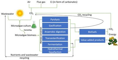 Overview of Carbon Capture Technology: Microalgal Biorefinery Concept and State-of-the-Art